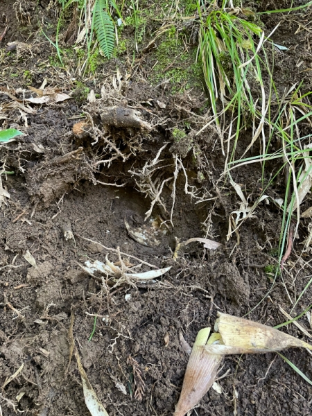 イノシシからの被害