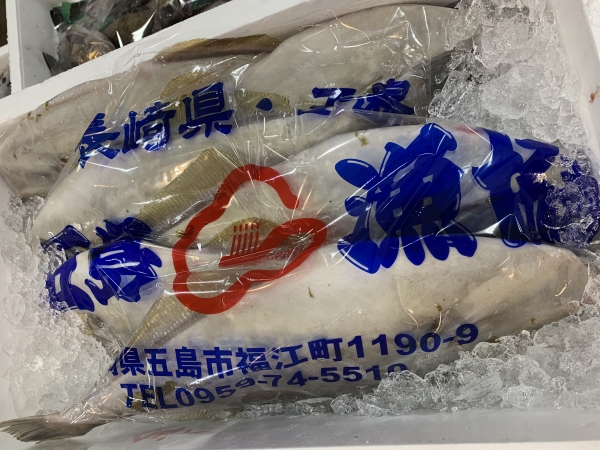 16日 ウスバハギ