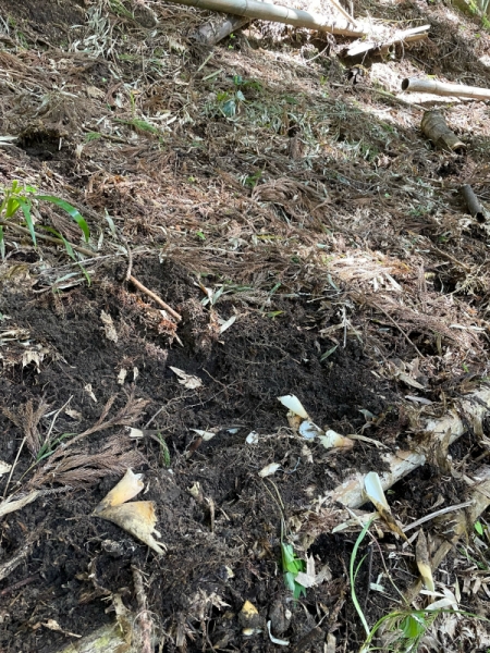 イノシシからの被害