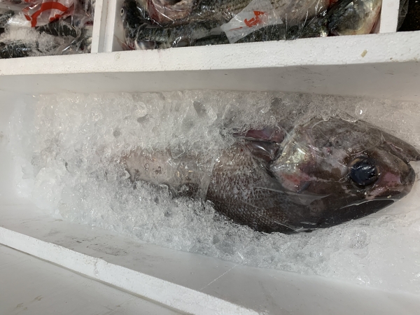 13日 韓国ダルマ