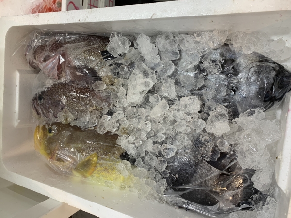 13日 イロ(アオナ・石鯛・ソイ)