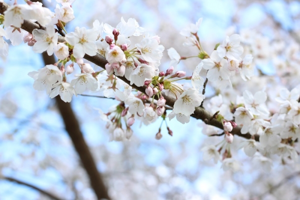 一福　桜2