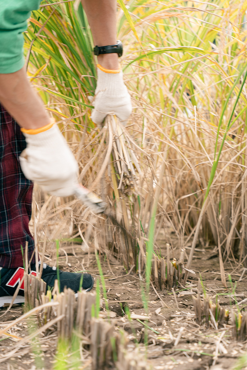 重家酒造よこやま 吟のさと 収穫祭