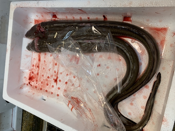 20日 活〆アナゴ