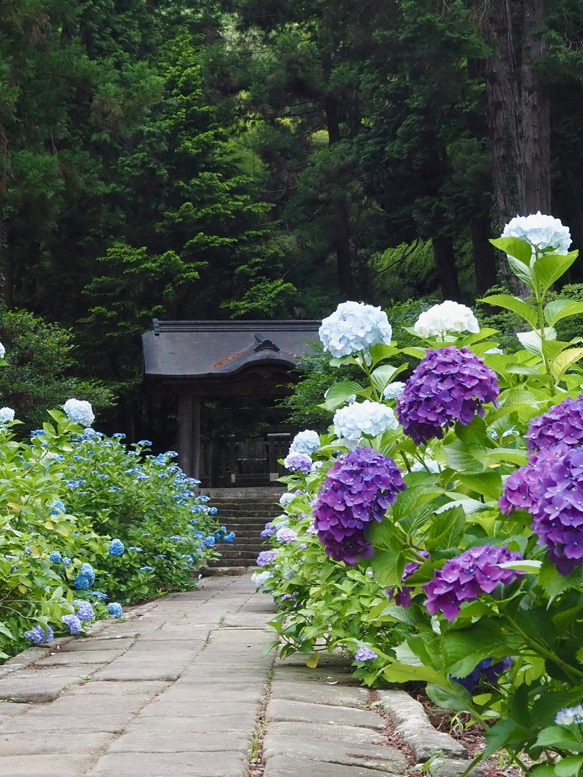 月照寺 (1).jpg