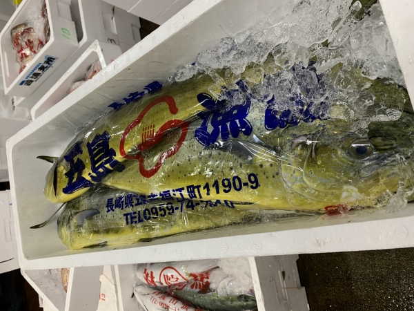 19日 マビキ(シイラ)