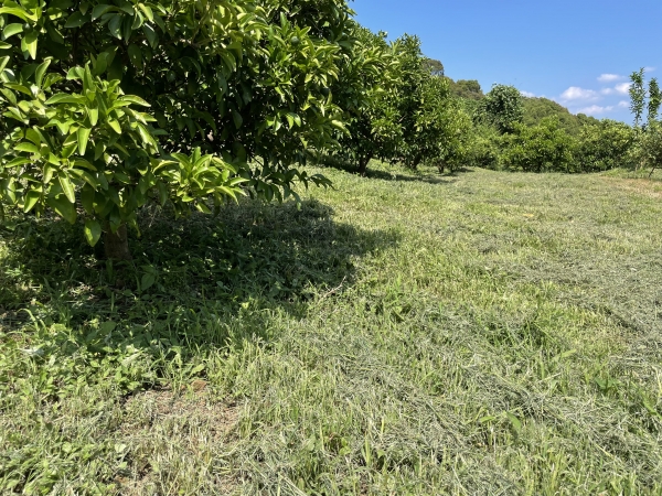 雑草を高く刈り、草の種類を多くする