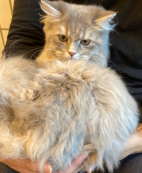 谷根千 Az Cafe 美人猫ちゃんご来店