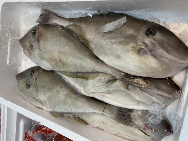 13日 ウスバハギ