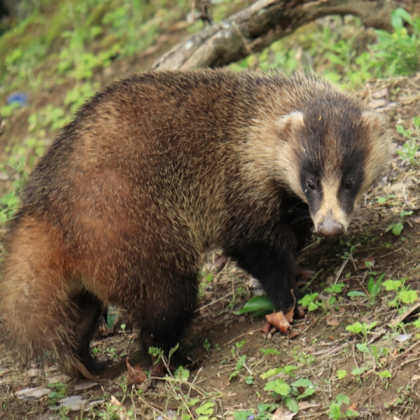 株式会社Noblesse Oblige 穴熊肉 アナグマ販売中！