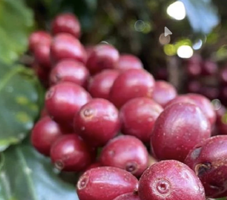 tezumi kanjuku(手摘み完熟豆)pulped-natural(2526)30㎏ｵｷｼﾌﾘｰ  ブラジル,定番商品  株式会社セラード珈琲 2.png