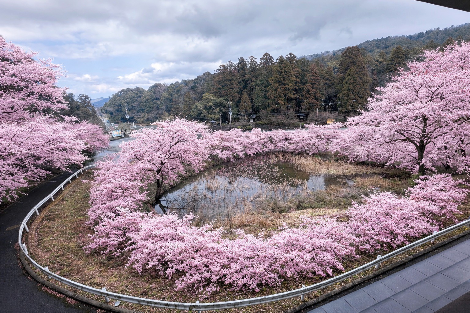 s__51609619.jpg