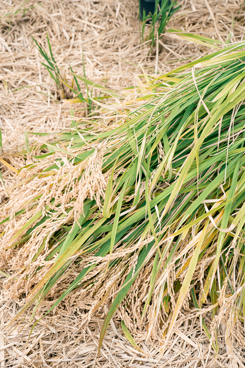 重家酒造よこやま 吟のさと 収穫祭