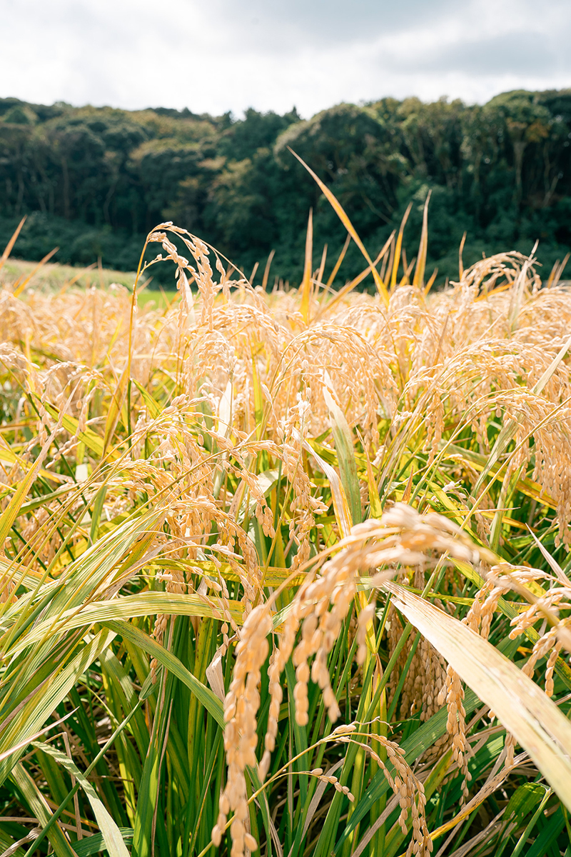 重家酒造よこやま 吟のさと 収穫祭