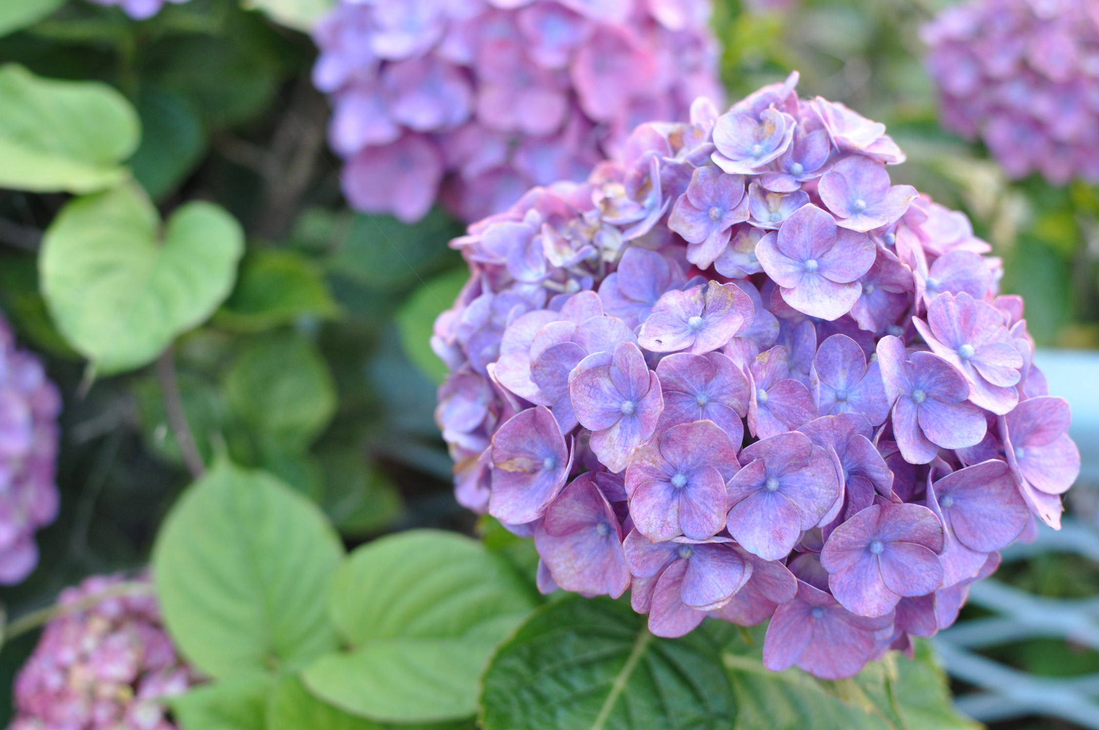 dsc_0041-0.jpg