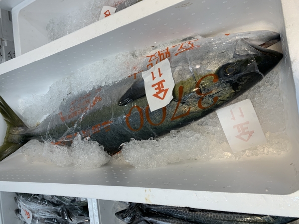 26日 ヒラス(ヒラマサ)