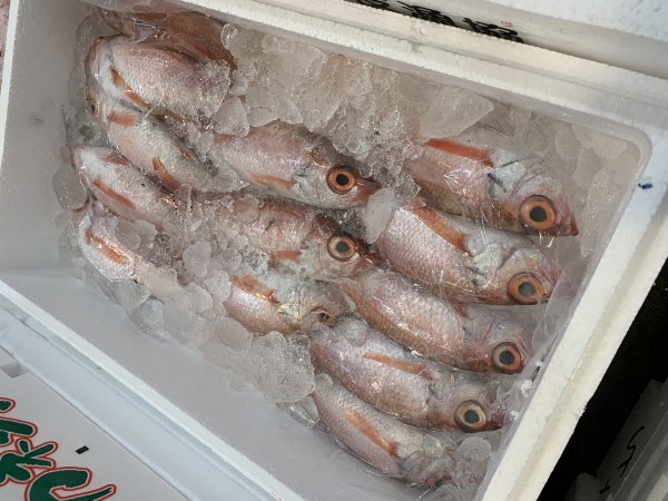 15日 韓国アカムツ