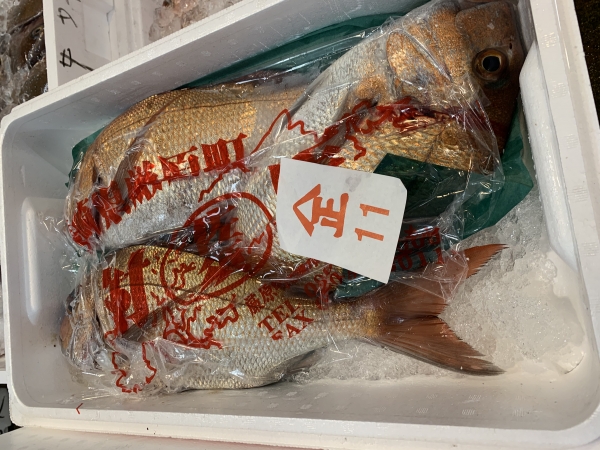 26日 鯛
