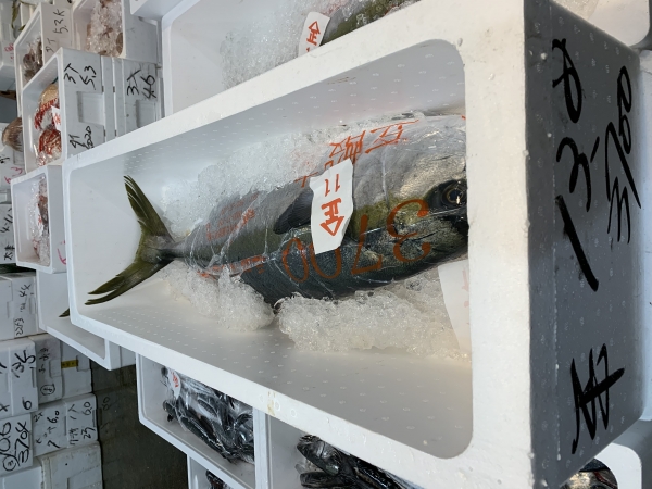 26日 ヒラス(ヒラマサ)②