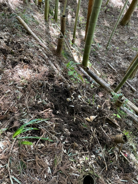 イノシシからの被害