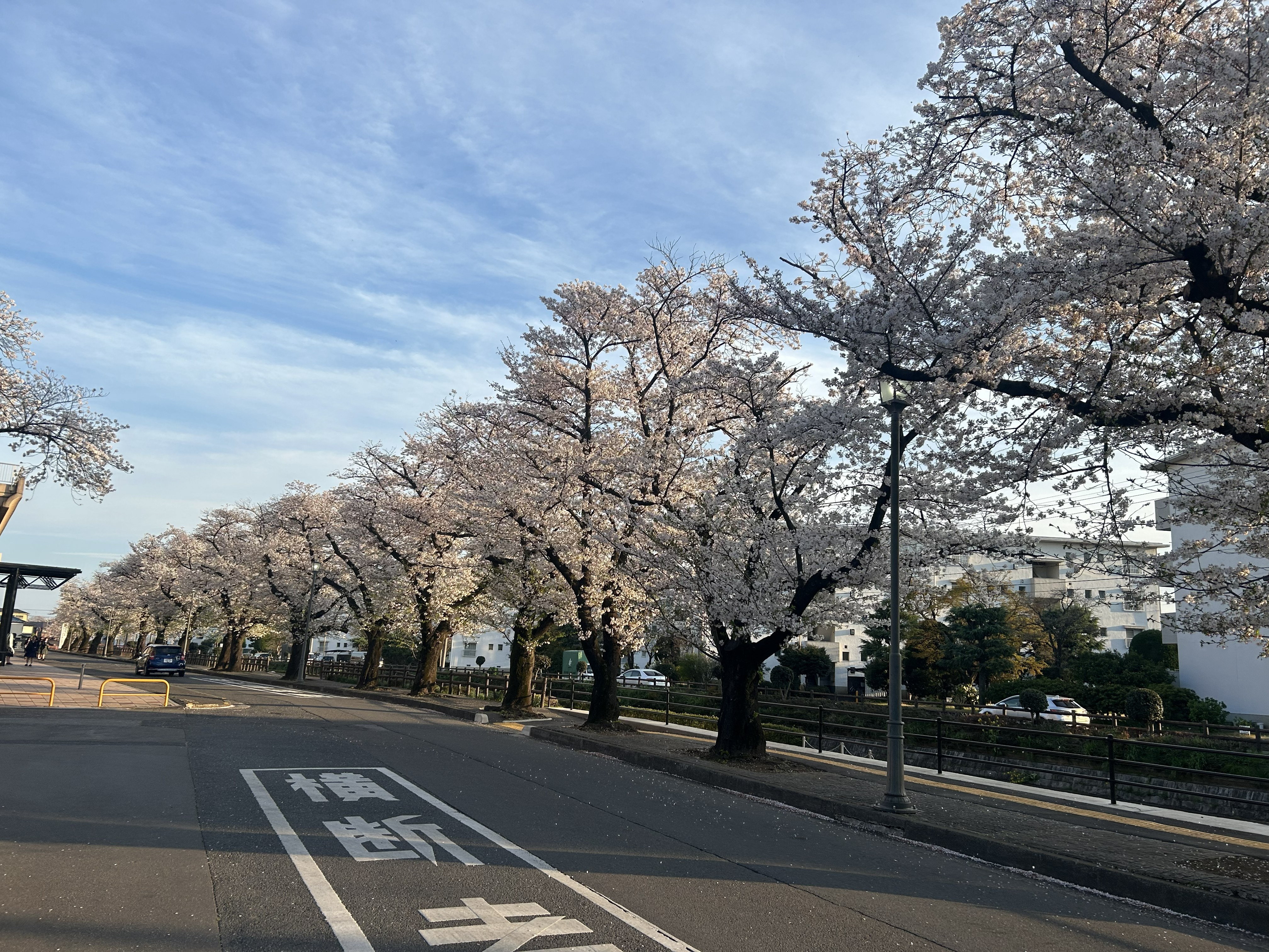文化センター　桜