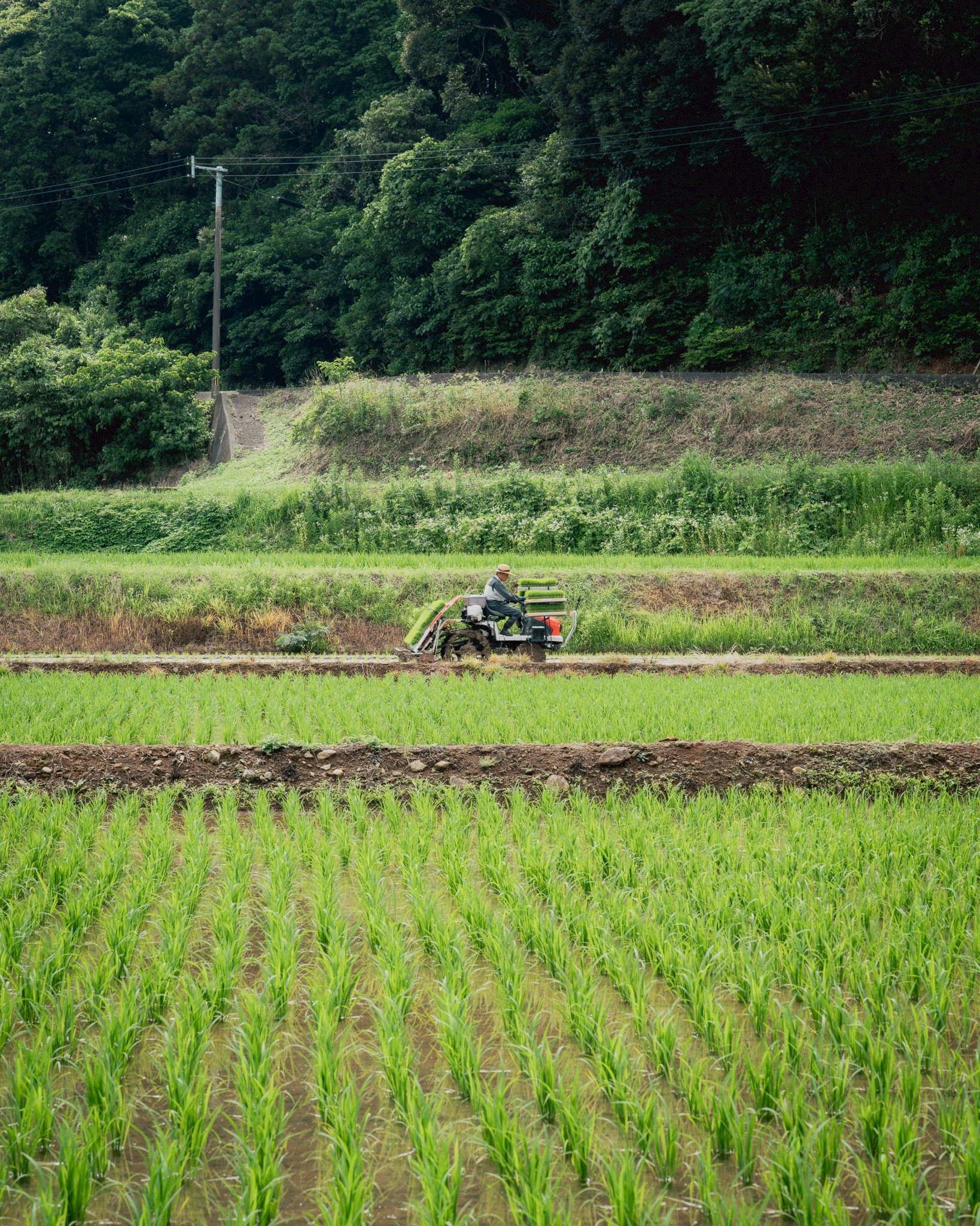 重家酒造よこやま 吟のさと 田植え