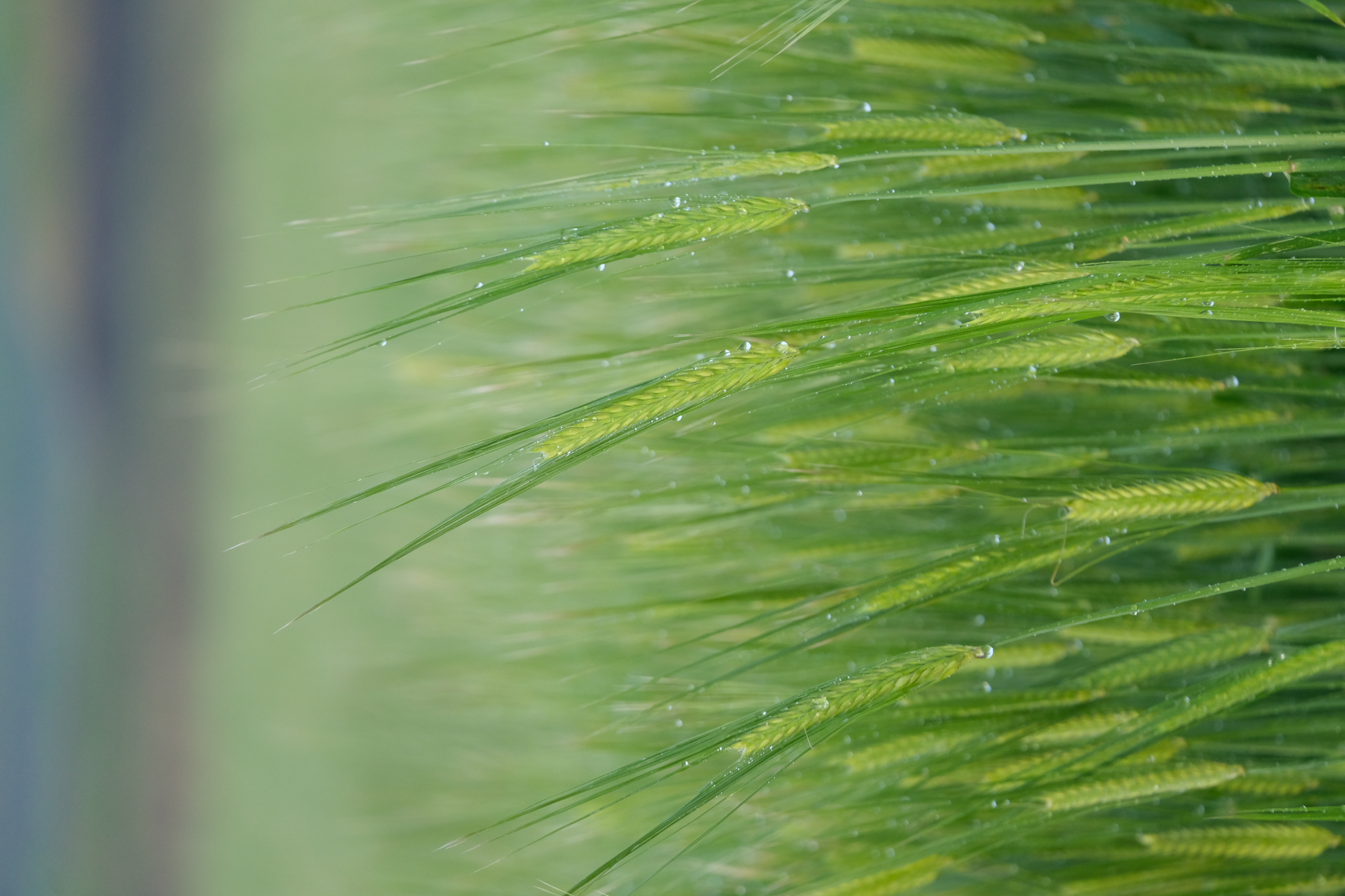 壱岐島 重家酒造 麦焼酎の大麦