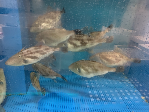 20日 活カワハギ