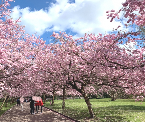 広島県福山市2022年も桜満開！