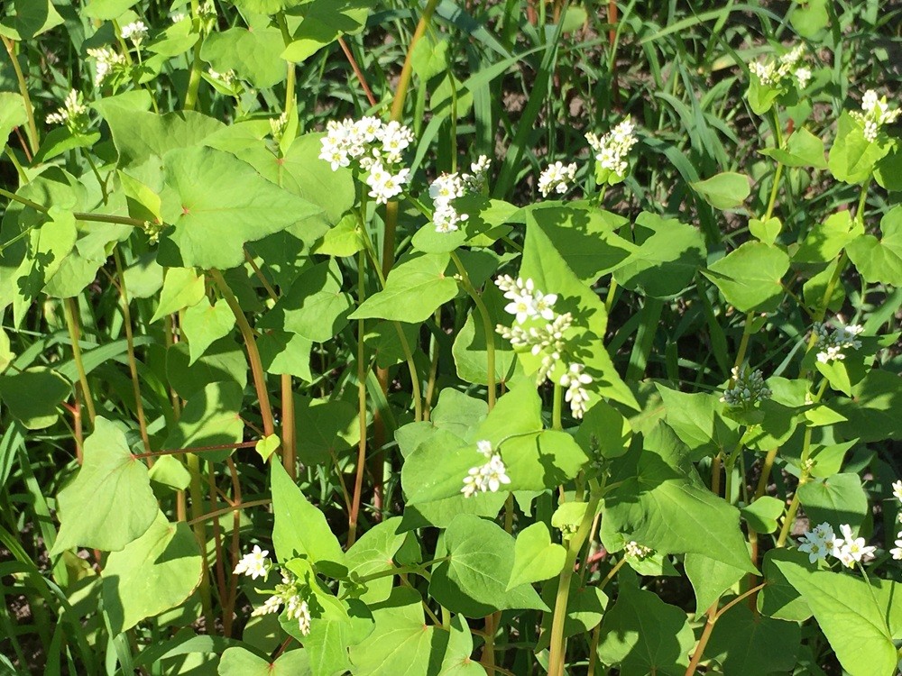8月下旬そば開花