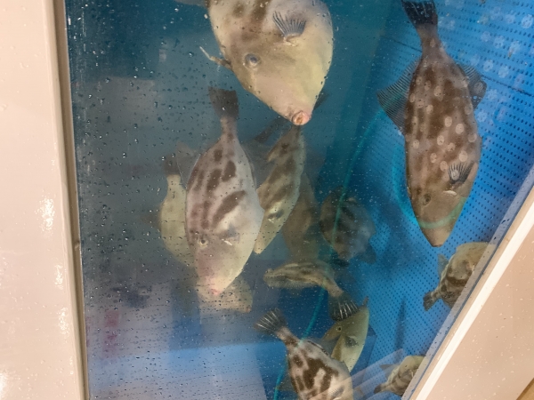 17日 活カワハギ