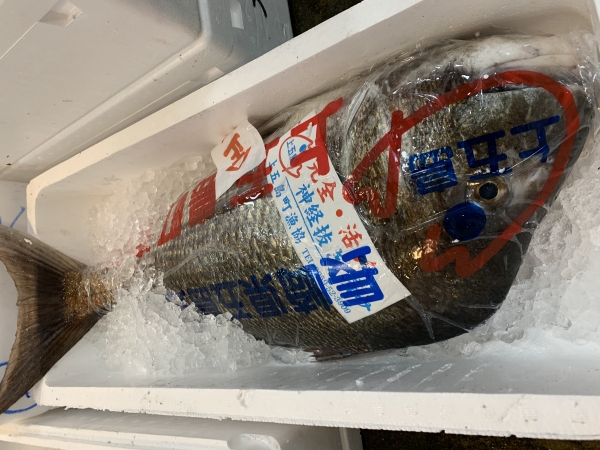 15日 鯛