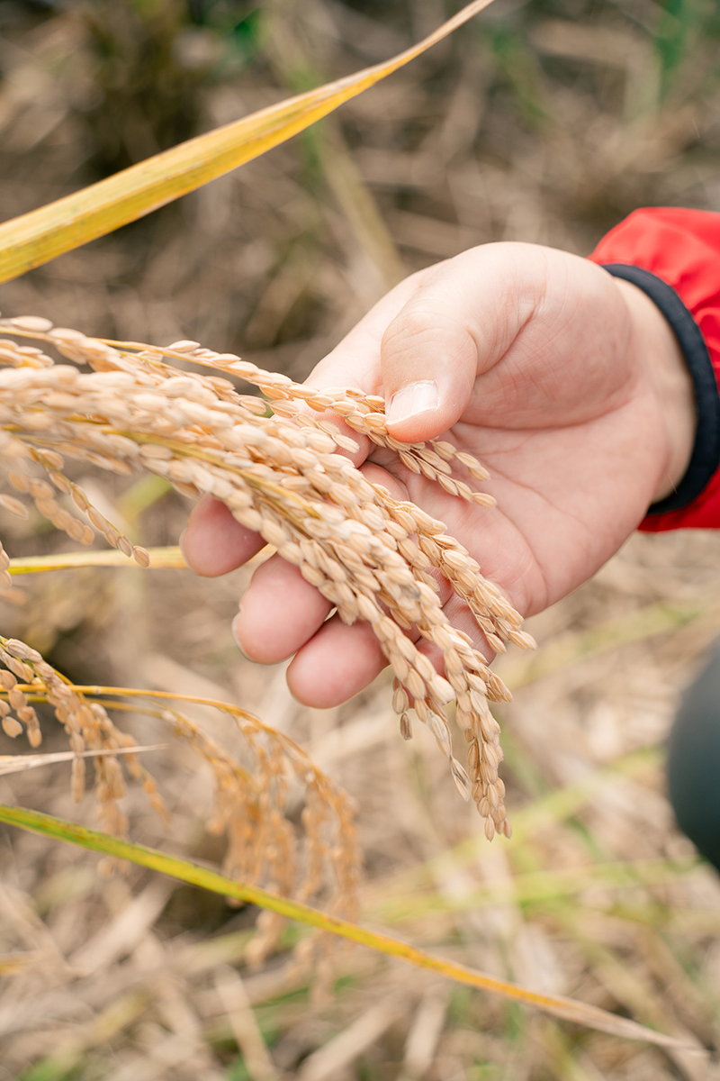 重家酒造よこやま 吟のさと 収穫祭