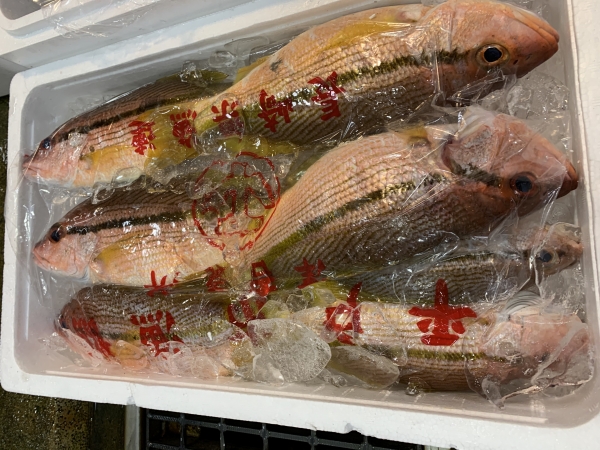 20日 赤イサキ