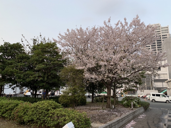 29日 桜