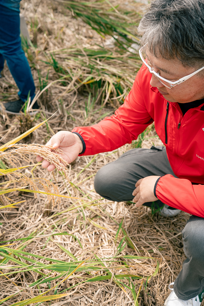 重家酒造よこやま 吟のさと 収穫祭