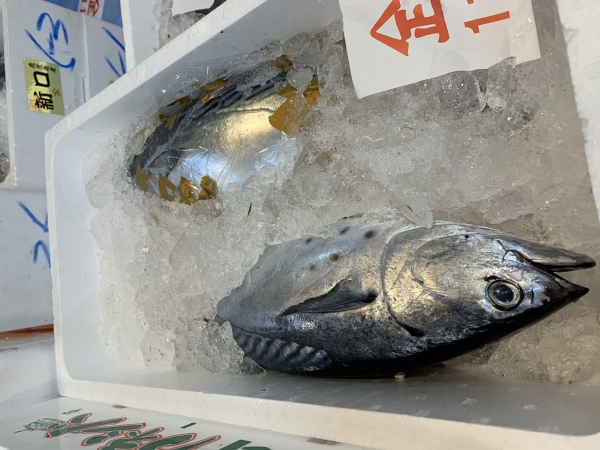 15日 ヤイトガツオ