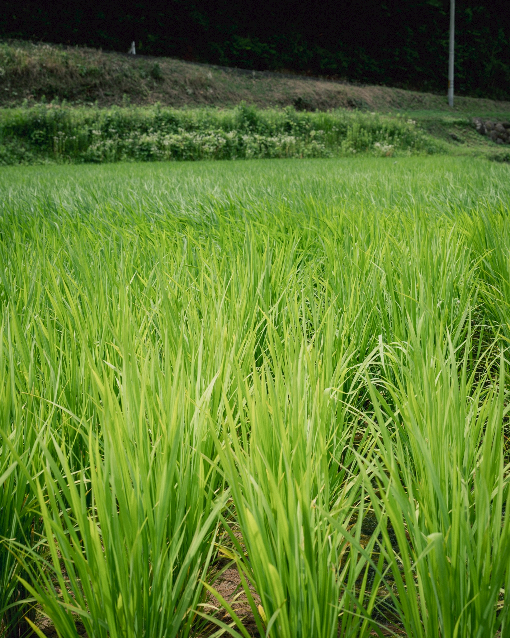 重家酒造よこやま 吟のさと 田植え