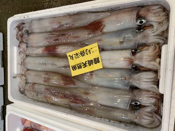 23日 ヤリイカ②